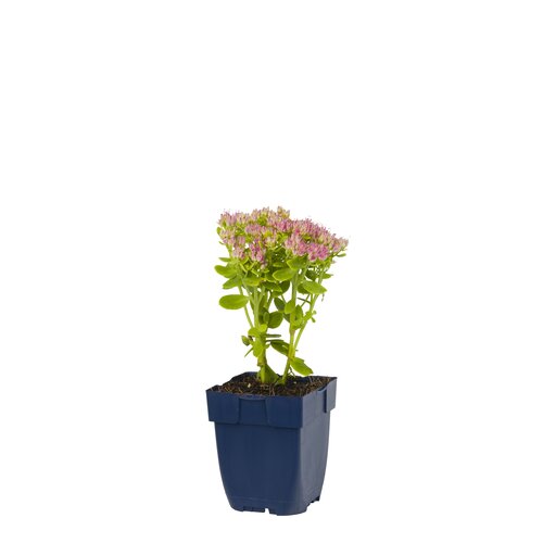 Sedum spectabile 'Brillant', in 11cm-pot