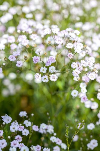 Hello Garden Gypsophila paniculata vaste plant - afbeelding 2