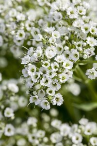 Hello Garden Gypsophila paniculata vaste plant - afbeelding 3
