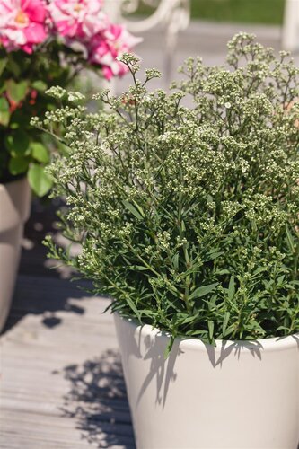 Hello Garden Gypsophila paniculata vaste plant - afbeelding 6