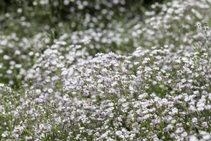 Hello Garden Gypsophila paniculata vaste plant - afbeelding 4