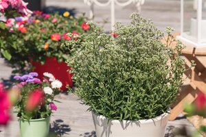 Hello Garden Gypsophila paniculata vaste plant - afbeelding 5