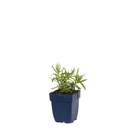 Hello Garden Gypsophila paniculata vaste plant - afbeelding 1