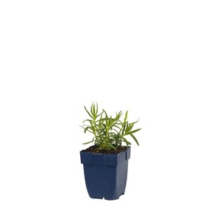 Hello Garden Gypsophila paniculata vaste plant - afbeelding 1