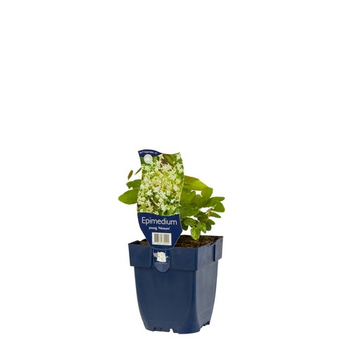 Epimedium youngianum 'Niveum', in 11cm-pot