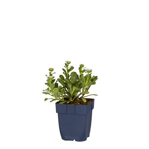 Hello Garden Gypsophila 'Rosenschleier' vaste plant
