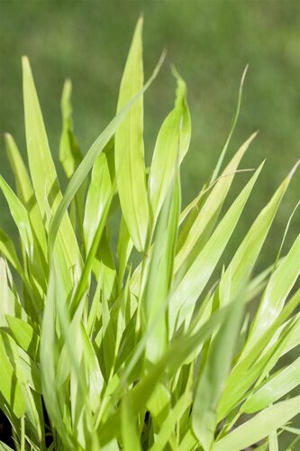 Hello Garden Hakonechloa macra All Gold siergras - afbeelding 1