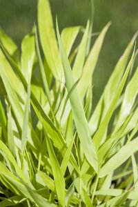 Hello Garden Hakonechloa macra All Gold siergras - afbeelding 3