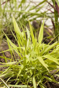 Hello Garden Hakonechloa macra All Gold siergras - afbeelding 4