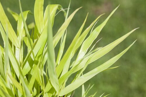 Hello Garden Hakonechloa macra All Gold siergras - afbeelding 2
