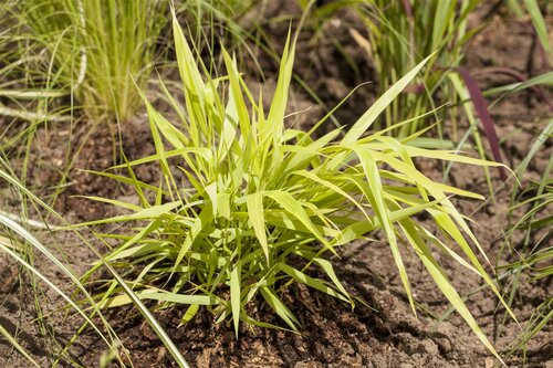 Hello Garden Hakonechloa macra All Gold siergras - afbeelding 5