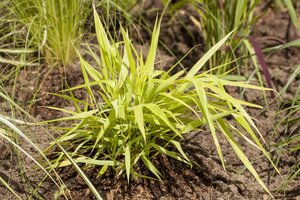 Hello Garden Hakonechloa macra All Gold siergras - afbeelding 5