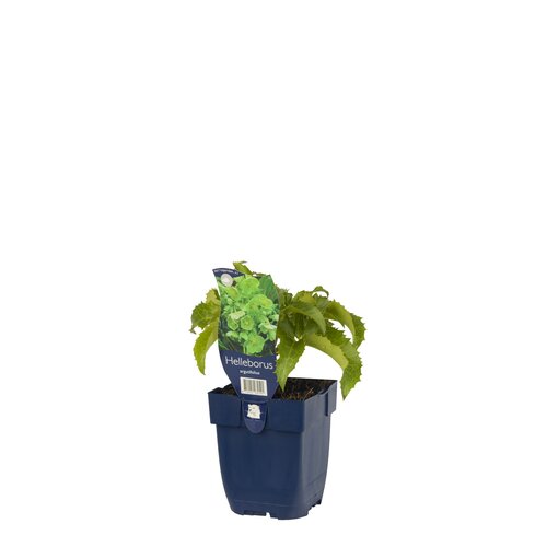 Hello Garden Helleborus argutifolius vaste plant - afbeelding 2