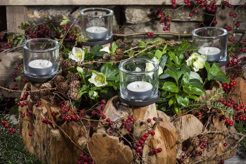 Hello Garden Helleborus niger vaste plant - afbeelding 5