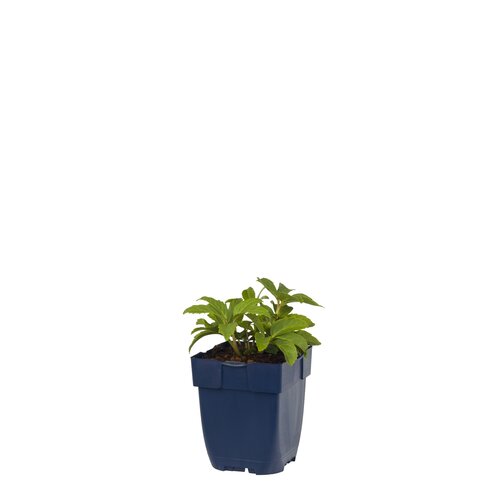Hello Garden Helleborus niger vaste plant - afbeelding 1