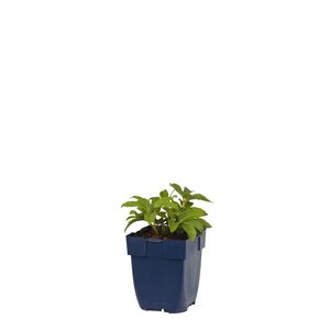 Hello Garden Helleborus niger vaste plant - afbeelding 1