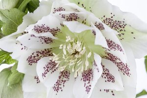 Helleborus orientalis, in 11cm-pot - afbeelding 3