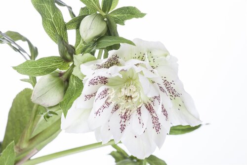 Helleborus orientalis, in 11cm-pot - afbeelding 4