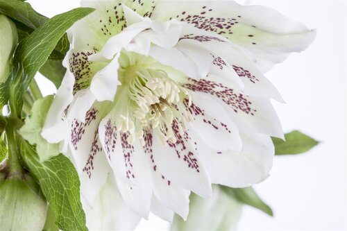 Helleborus orientalis, in 11cm-pot - afbeelding 5