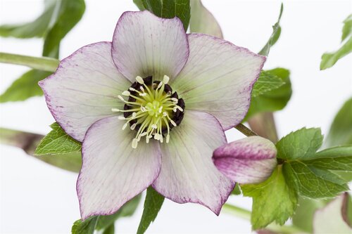 Helleborus orientalis, in 11cm-pot - afbeelding 6