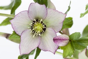 Helleborus orientalis, in 11cm-pot - afbeelding 6