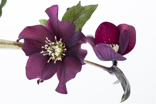 Helleborus orientalis, in 11cm-pot - afbeelding 7
