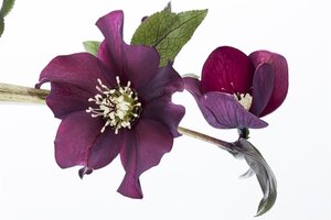 Helleborus orientalis, in 11cm-pot - afbeelding 7
