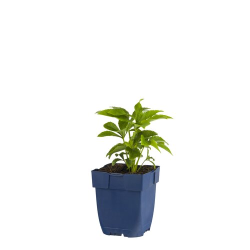Helleborus orientalis, in 11cm-pot - afbeelding 1