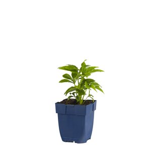 Helleborus orientalis, in 11cm-pot - afbeelding 1