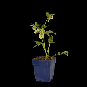 Helleborus orientalis, in 11cm-pot - afbeelding 2