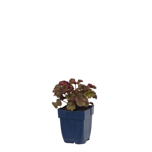 Hello Garden Helleborus orientalis White Lady vaste plant - afbeelding 1