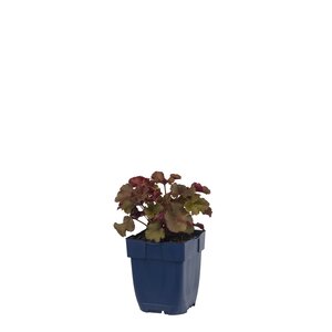 Hello Garden Helleborus orientalis White Lady vaste plant - afbeelding 1