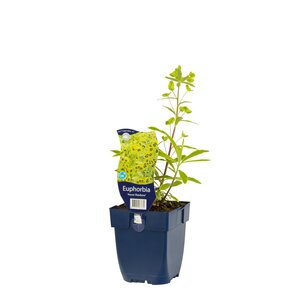 Hello Garden Helleborus orientalis 'White Lady' vaste plant - afbeelding 2