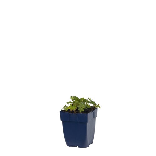 Geranium cin. 'Ballerina', in 11cm-pot - afbeelding 1