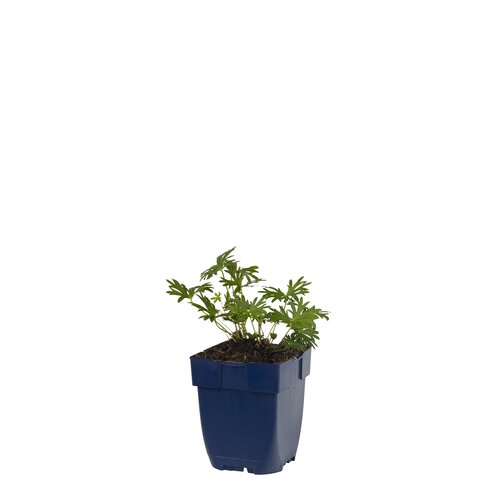 Geranium sanguineum, in 11cm-pot