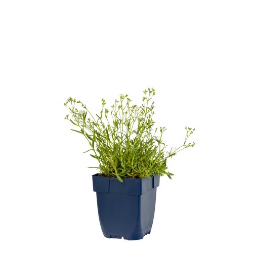 Gypsophila rep. 'Alba', in 11cm-pot