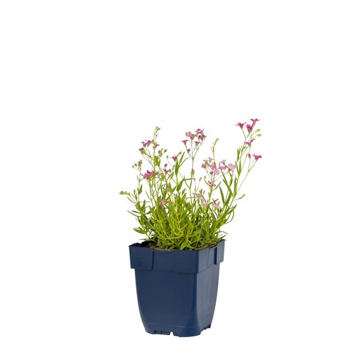 Gypsophila rep. 'Rosa Schönheit', in 11cm-pot