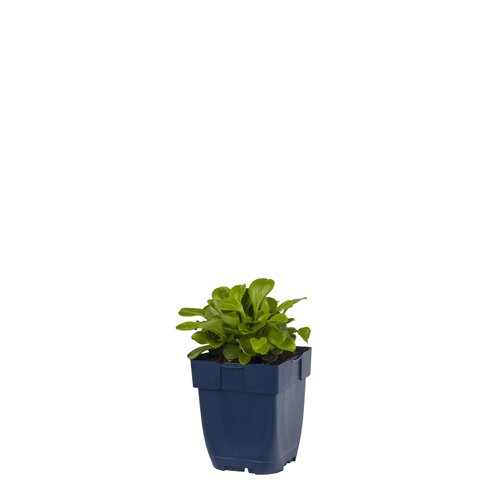 Gypsophila cerastioides, in 11cm-pot