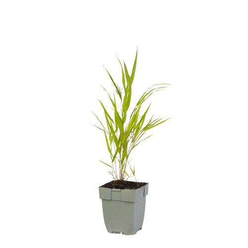 Hakonechloa macra, in 11cm-pot