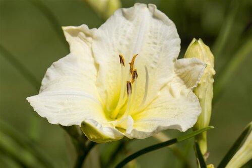 Hello Garden Hemerocallis Joan Senior vaste plant - afbeelding 2
