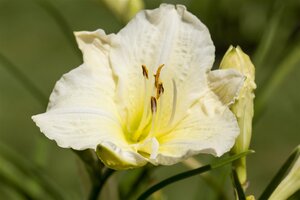 Hello Garden Hemerocallis Joan Senior vaste plant - afbeelding 2