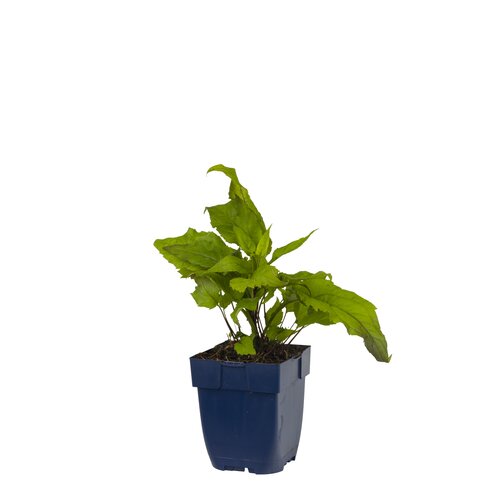 Hello Garden Hemerocallis Joan Senior vaste plant - afbeelding 1