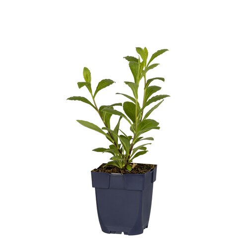 Aster frikartii 'Mönch', in 11cm-pot - afbeelding 1