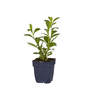 Aster frikartii 'Mönch', in 11cm-pot - afbeelding 1