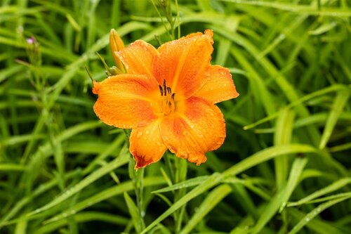 Hello Garden Hemerocallis Mauna Loa vaste plant - afbeelding 2