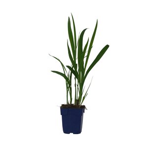 Crocosmia 'George Davidson', in 11cm-pot - afbeelding 1