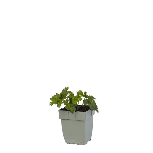 Hello Garden Hemerocallis Mauna Loa vaste plant - afbeelding 1