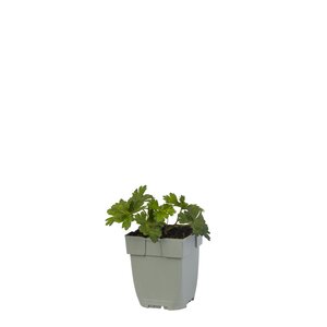 Hello Garden Hemerocallis Mauna Loa vaste plant - afbeelding 1