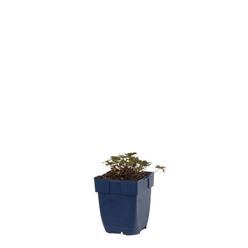 Geranium 'Tanja Rendall', in 11cm-pot