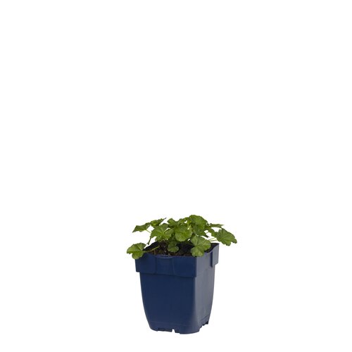 Hello Garden Hemerocallis 'Pandoras Box' vaste plant